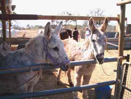 Why not sponsor or adopt a local Donkey