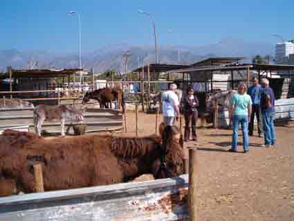 The Neja Donkey sanctuary is open 365 days a year